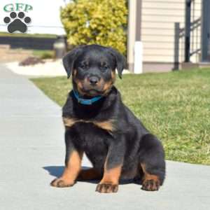 Greenfield best sale puppies rottweiler