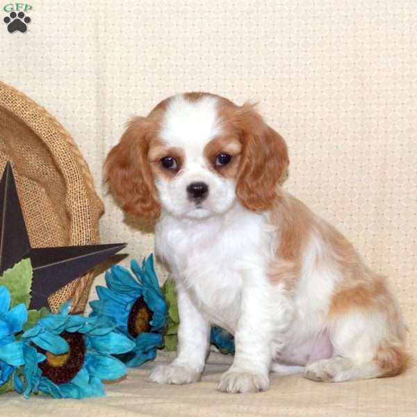 Stella, Cavalier King Charles Spaniel Puppy