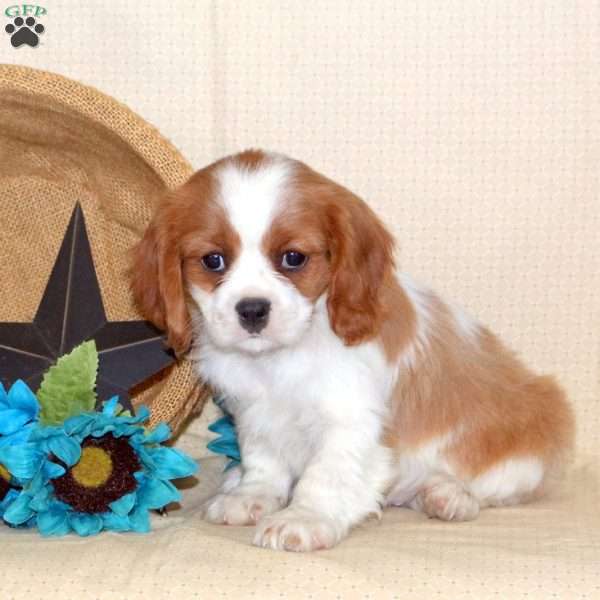 Stewie, Cavalier King Charles Spaniel Puppy