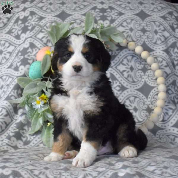 Stormy, Bernedoodle Puppy