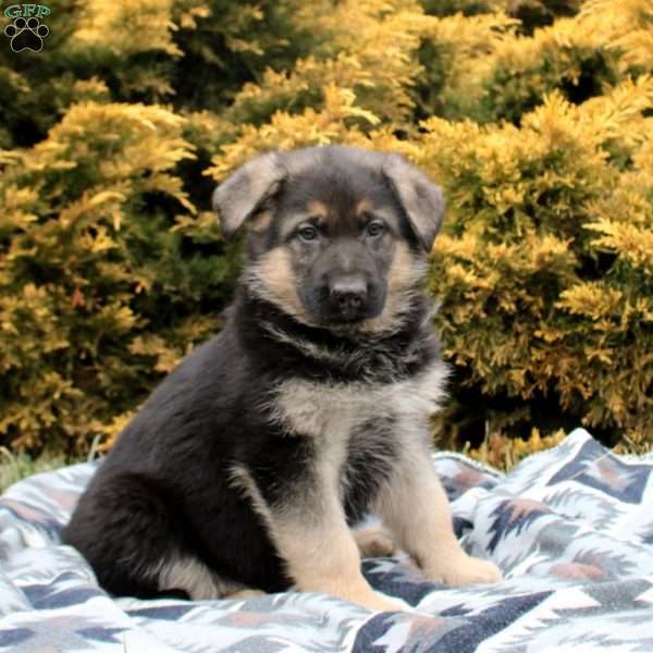 Sully, German Shepherd Puppy