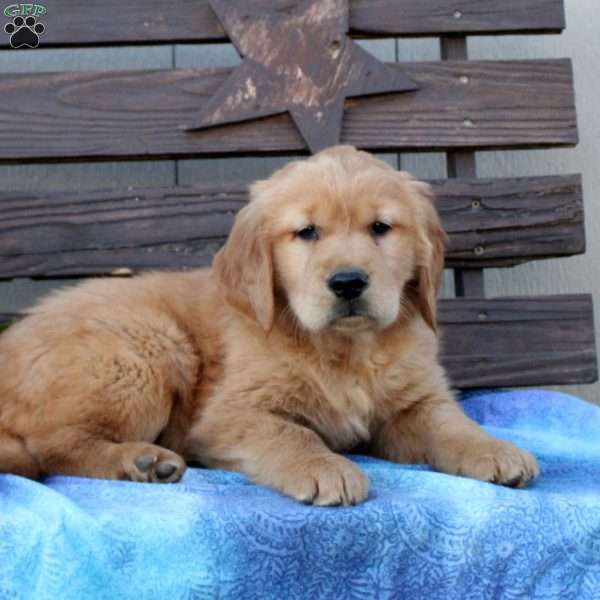 Sully, Golden Retriever Puppy