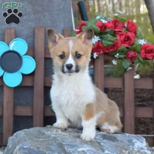 Greenfield best sale puppies corgi