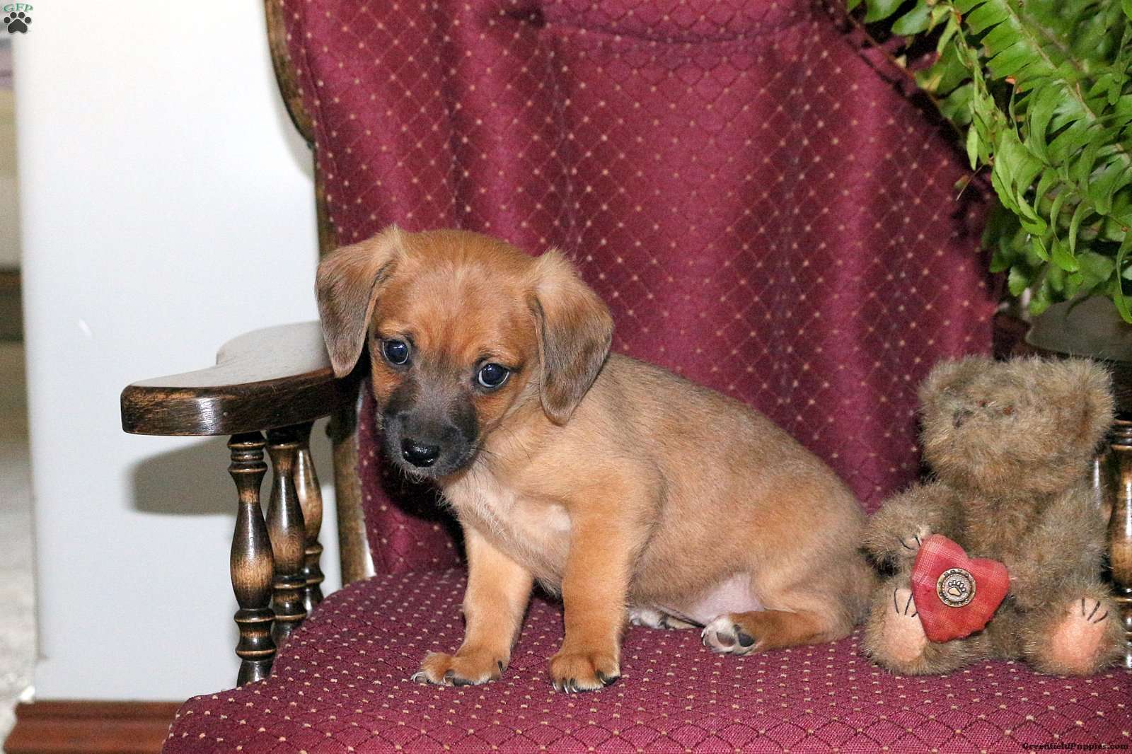 Sweetie - Jack-a-poo Puppy For Sale in Pennsylvania