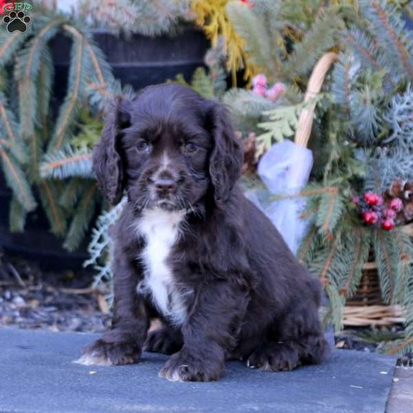 Sweets, Cocker Spaniel Puppy