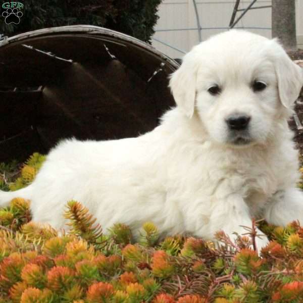 Tabby, English Cream Golden Retriever Puppy