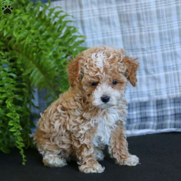 Tanner, Miniature Poodle Puppy