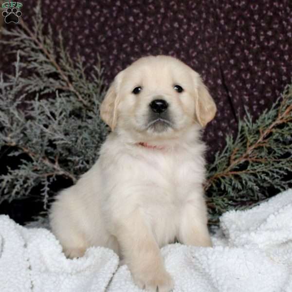 Tanner, Golden Retriever Puppy