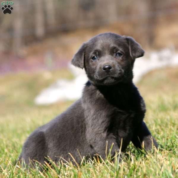 Taryn, Charcoal Labrador Retriever Puppy