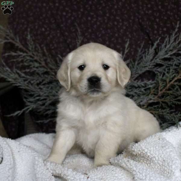 Taryn, Golden Retriever Puppy