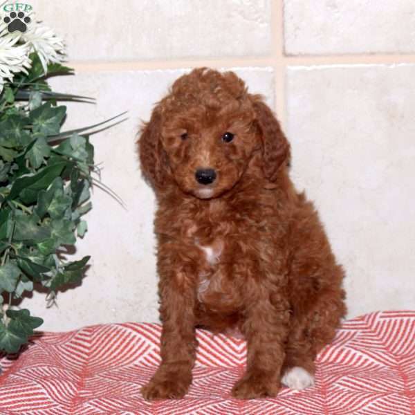 Taylor, Mini Goldendoodle Puppy