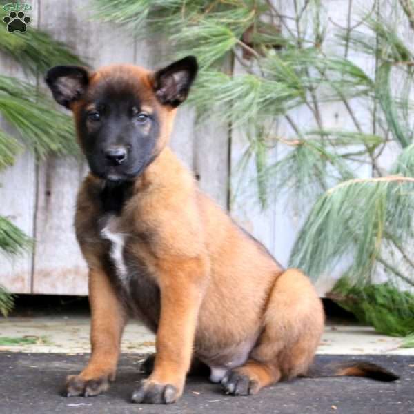 Ted, Belgian Malinois Puppy