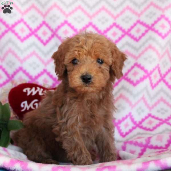 Teddy, Toy Poodle Puppy