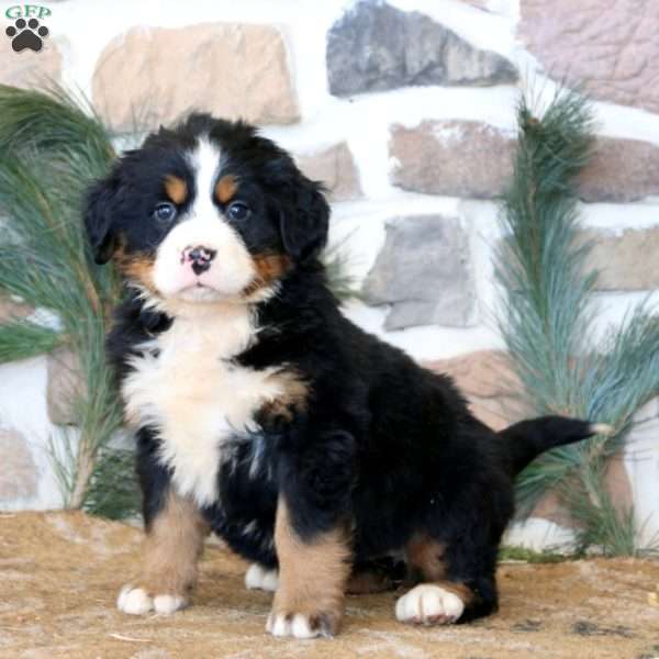 Teresa, Bernese Mountain Dog Puppy