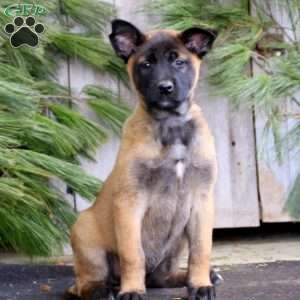 Dark sable belgian malinois best sale for sale