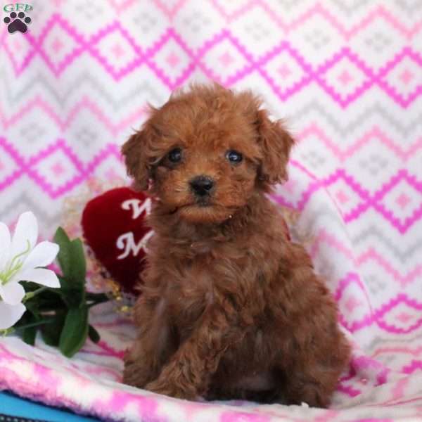 Tessa, Toy Poodle Puppy