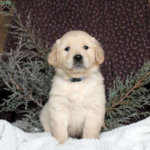 Theo, Golden Retriever Puppy