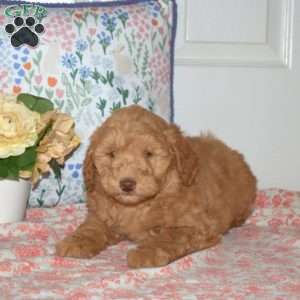 Tiffany, Mini Goldendoodle Puppy