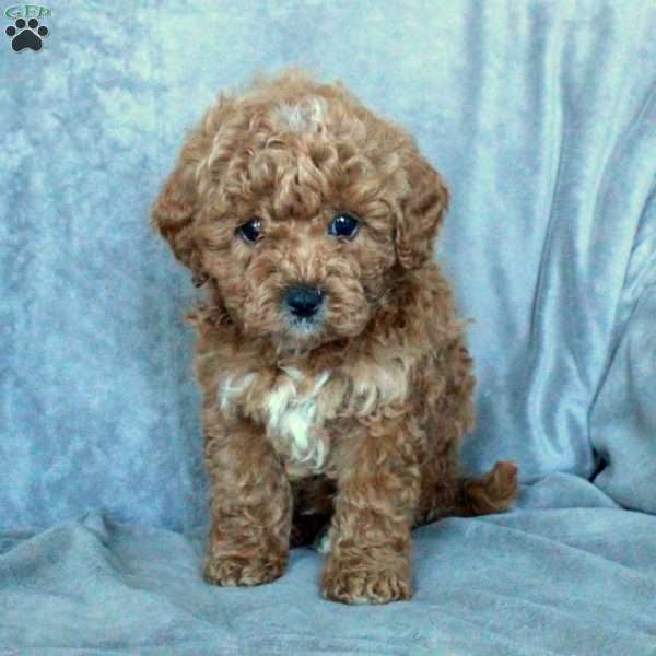 Timmy, Miniature Poodle Puppy