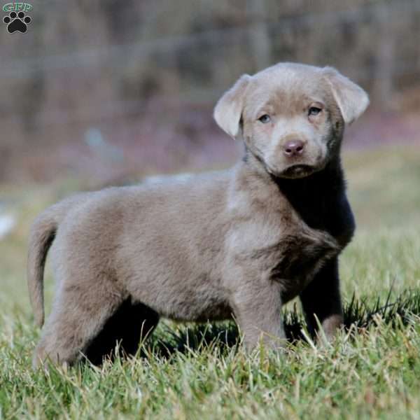 Tina, Silver Labrador Retriever Puppy