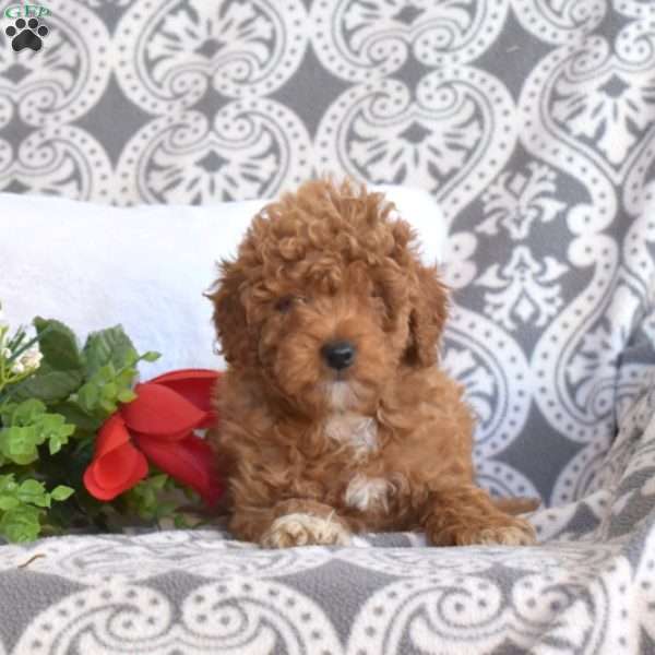 Tinkerbell, Mini Goldendoodle Puppy