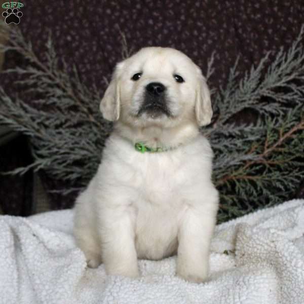 Titus, Golden Retriever Puppy