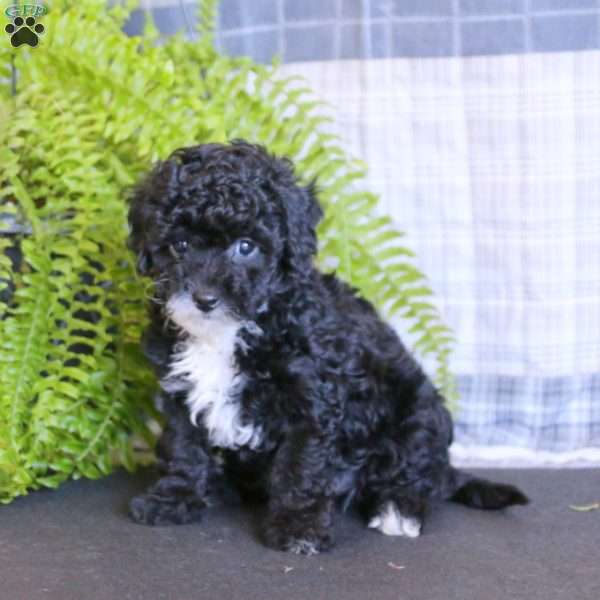 Tobey, Miniature Poodle Puppy