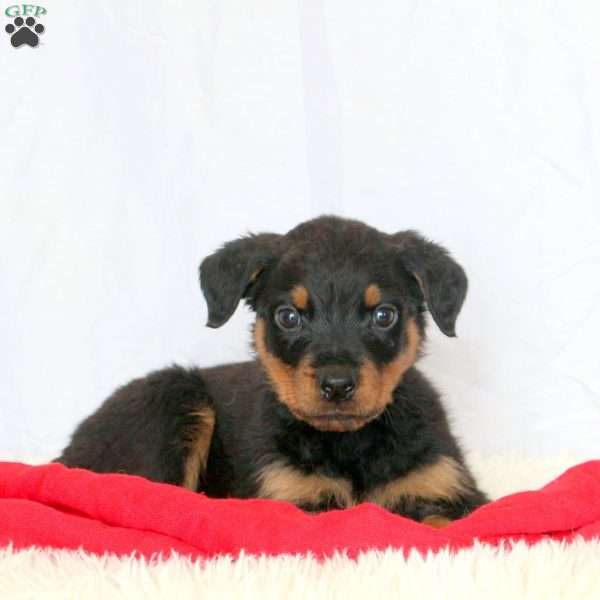 Toby, Rottweiler Puppy