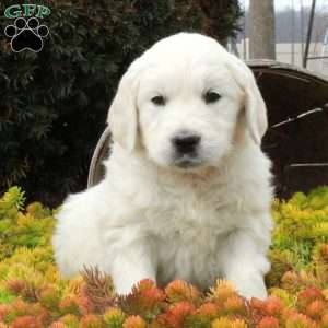Toby, English Cream Golden Retriever Puppy