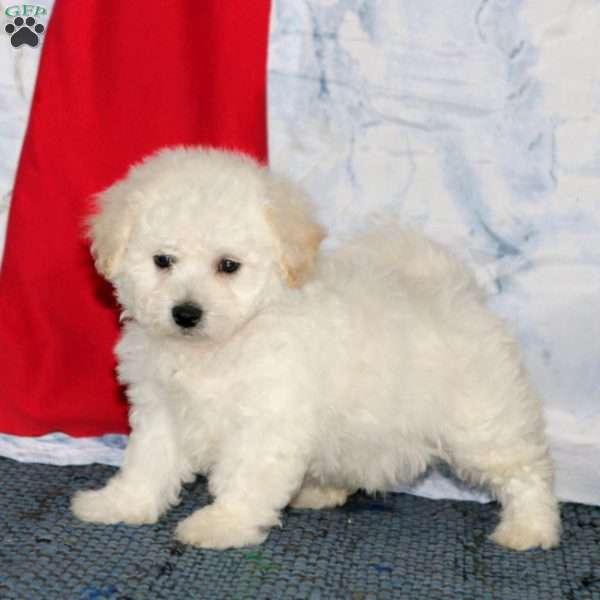 Toby, Bichon Frise Puppy
