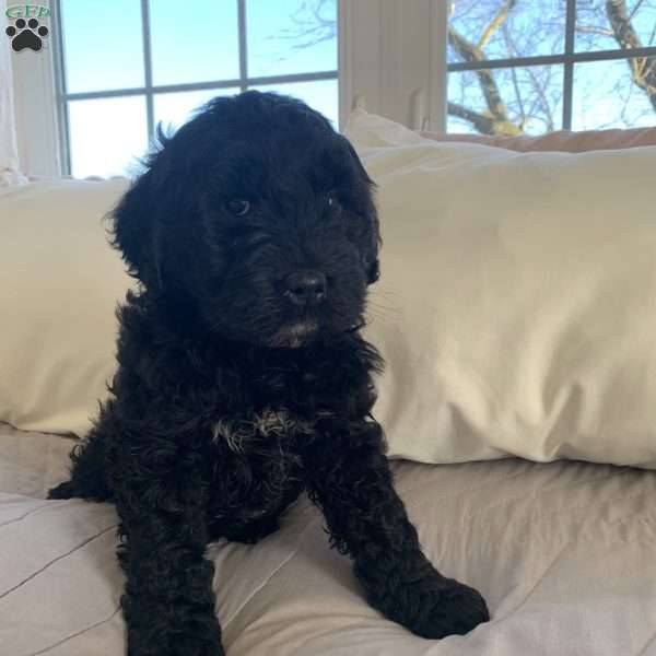 Toby, Portuguese Water Dog Mix Puppy