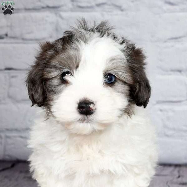 Toby, Havapoo Puppy