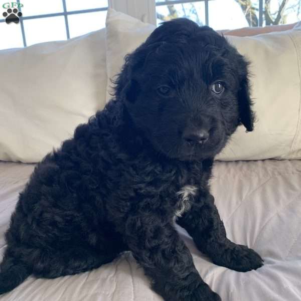 Todd, Portuguese Water Dog Mix Puppy