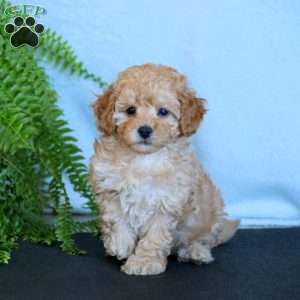 Poodles for hotsell sale near me