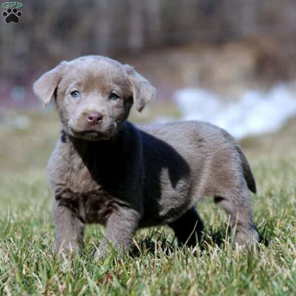 Tonya, Silver Labrador Retriever Puppy