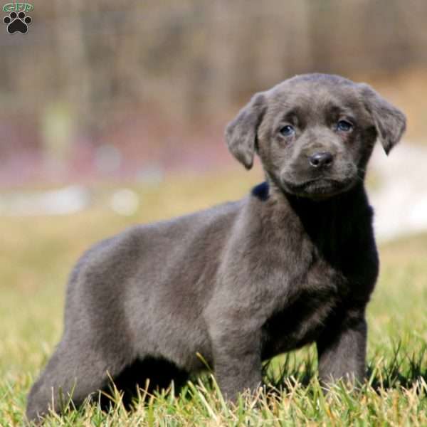 Tootsie, Charcoal Labrador Retriever Puppy