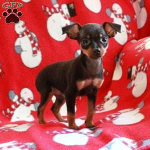 Chin pin outlet puppies for sale