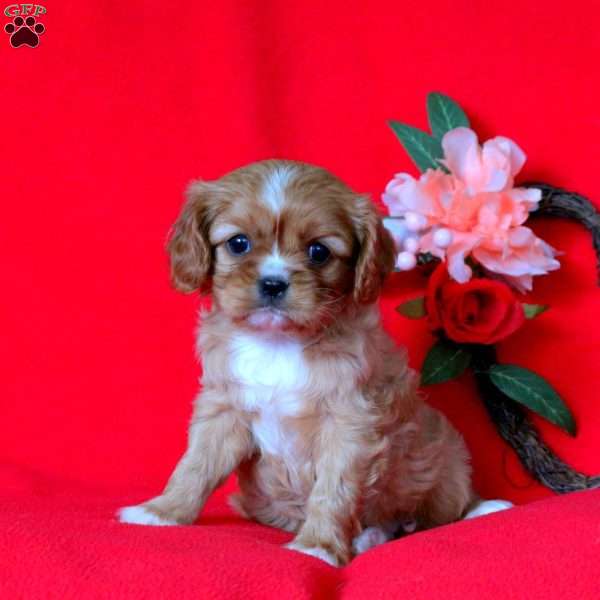 Tracy, Cavalier King Charles Spaniel Puppy