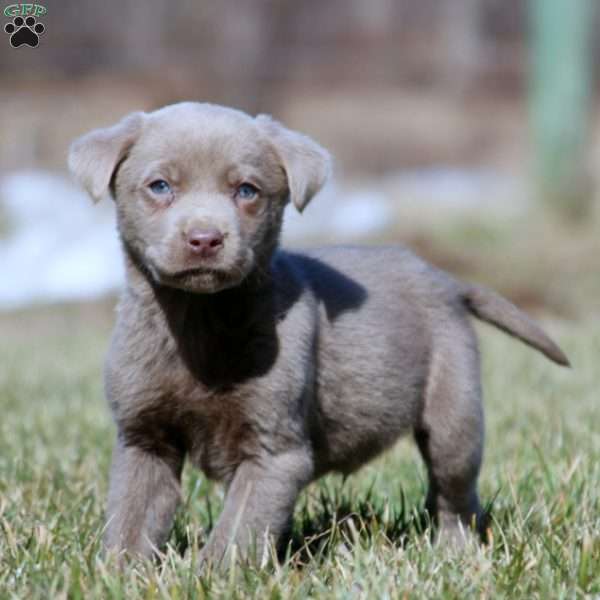 Travis, Silver Labrador Retriever Puppy
