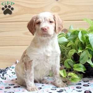 Miniature brittany sale spaniel for sale