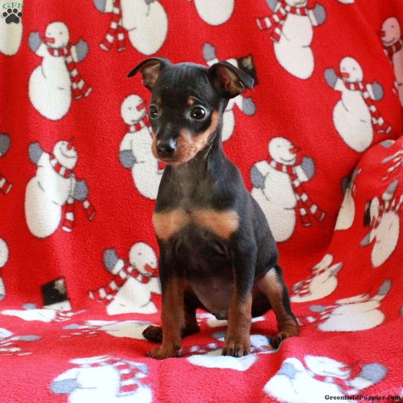 Trevor - Miniature Pinscher Puppy For Sale in Pennsylvania