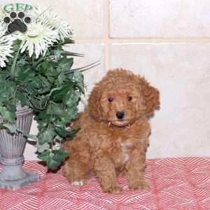 Trixie, Mini Goldendoodle Puppy