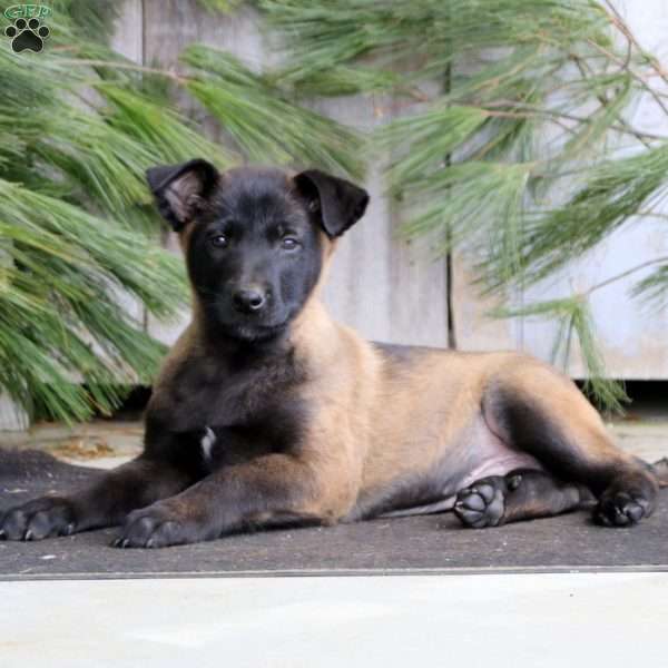 Troy, Belgian Malinois Puppy