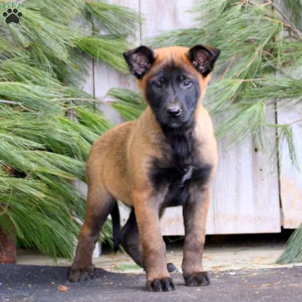 Truly, Belgian Malinois Puppy
