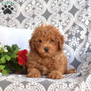 Tucker, Mini Goldendoodle Puppy