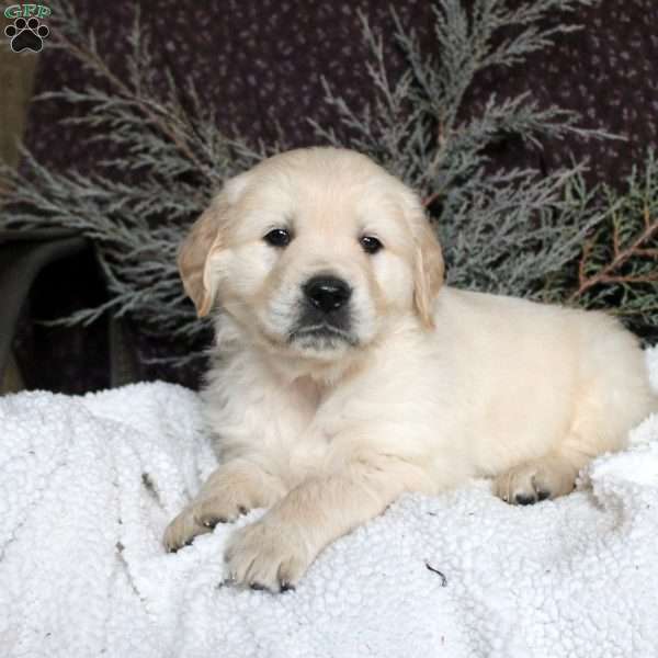 Tucker, Golden Retriever Puppy