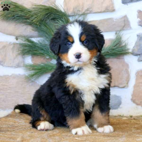 Tucker, Bernese Mountain Dog Puppy