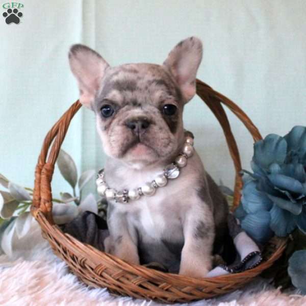 Twinkling Star, French Bulldog Puppy