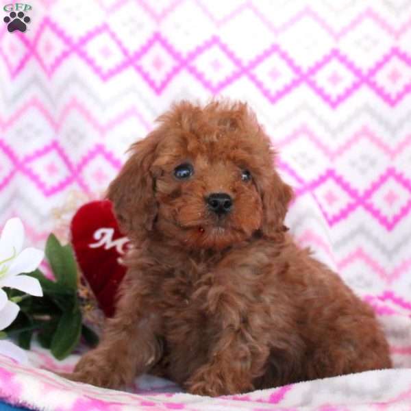 Tyler, Toy Poodle Puppy