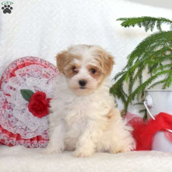 Valentine, Maltipoo Puppy